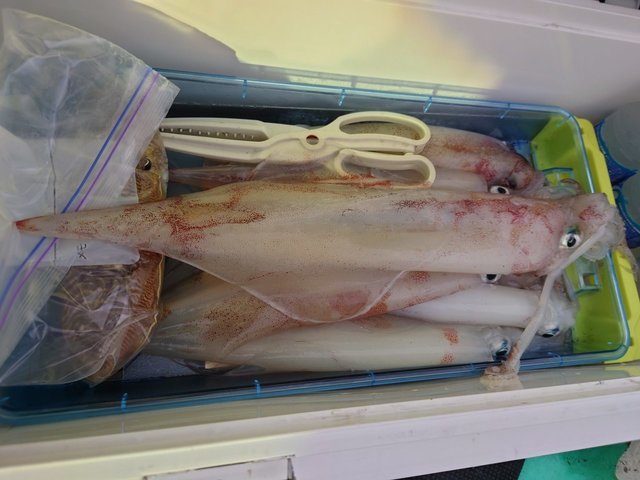 シロイカ(ケンサキイカ)