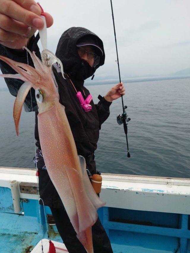 シロイカ(ケンサキイカ)