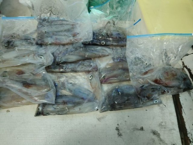 シロイカ(ケンサキイカ)