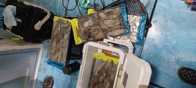 シロイカ(ケンサキイカ)