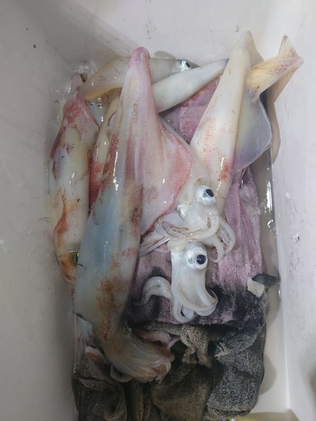 シロイカ(ケンサキイカ)