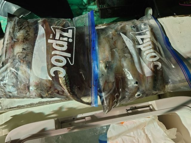 シロイカ(ケンサキイカ)