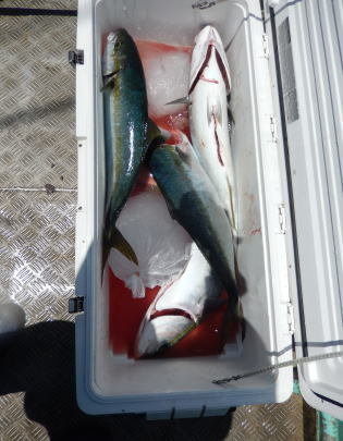 ワラサ(ブリ)・サンパク(ブリ)・ヒラマサ