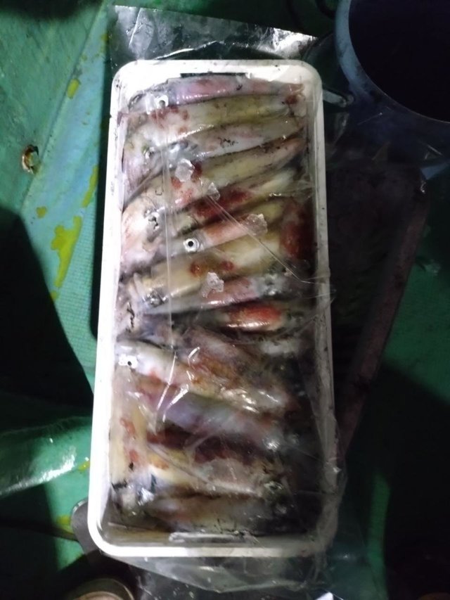 マイカ(ケンサキイカ)