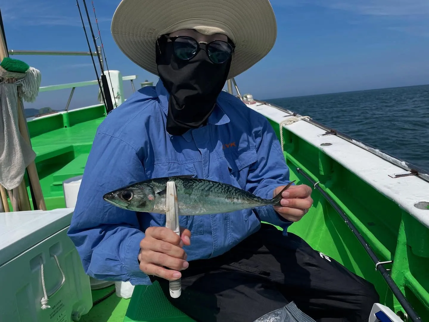 サバ(ゴマサバ)