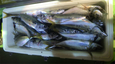 アジ(マアジ)・サバ(ゴマサバ)