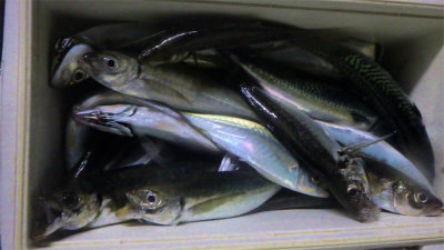 アジ(マアジ)・サバ(ゴマサバ)