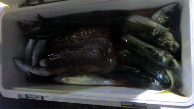 アジ(マアジ)・サバ(ゴマサバ)