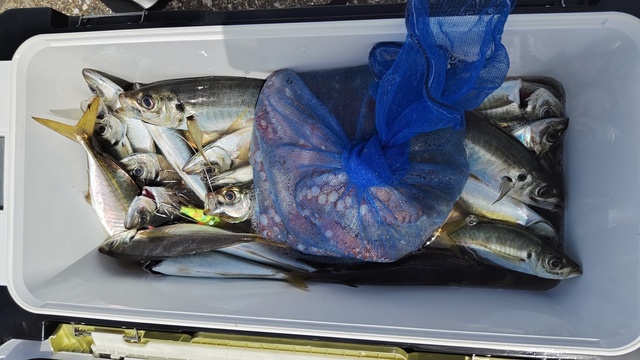 アジ(マアジ)・マダコ