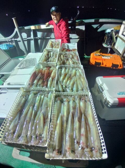 イカ(ヤリイカ)