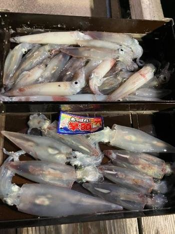 マイカ(ケンサキイカ)