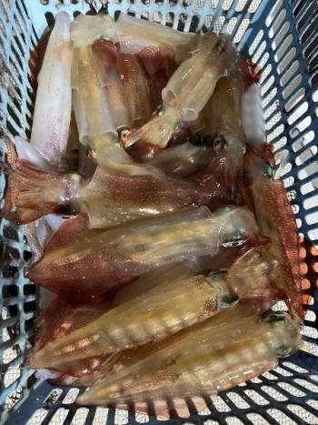 マイカ(ケンサキイカ)