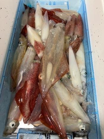 マイカ(ケンサキイカ)