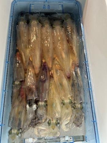 マイカ(ケンサキイカ)