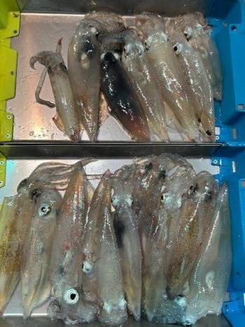 マイカ(ケンサキイカ)