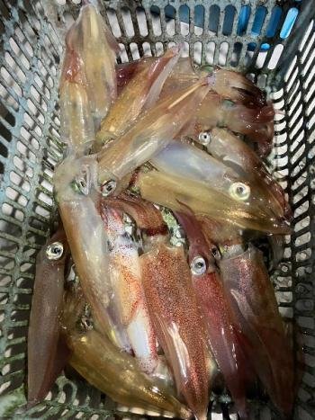 マイカ(ケンサキイカ)