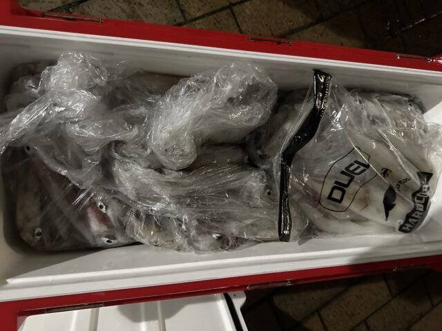 アカイカ(ケンサキイカ)