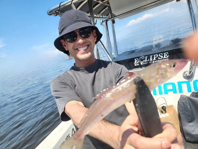 キス(シロギス)