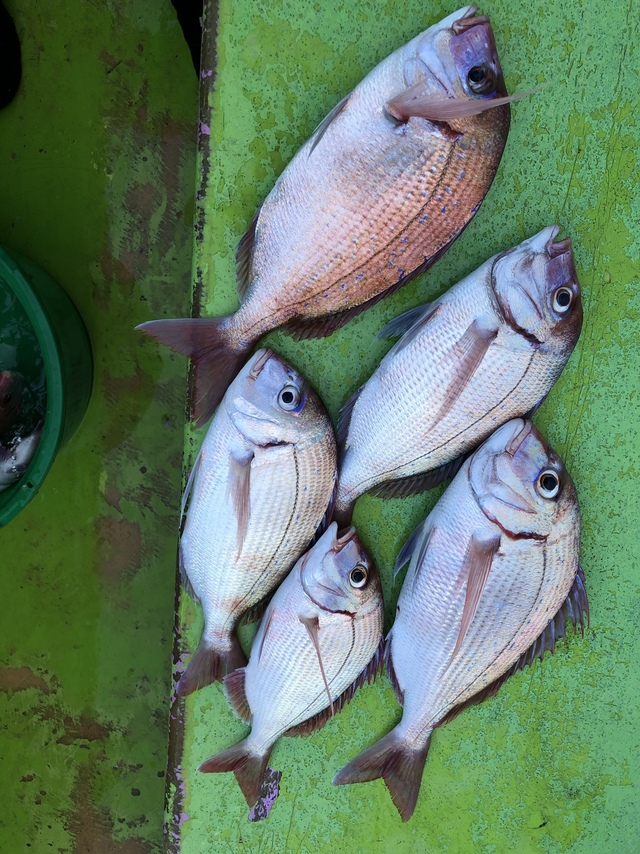 ハナダイ(チダイ)