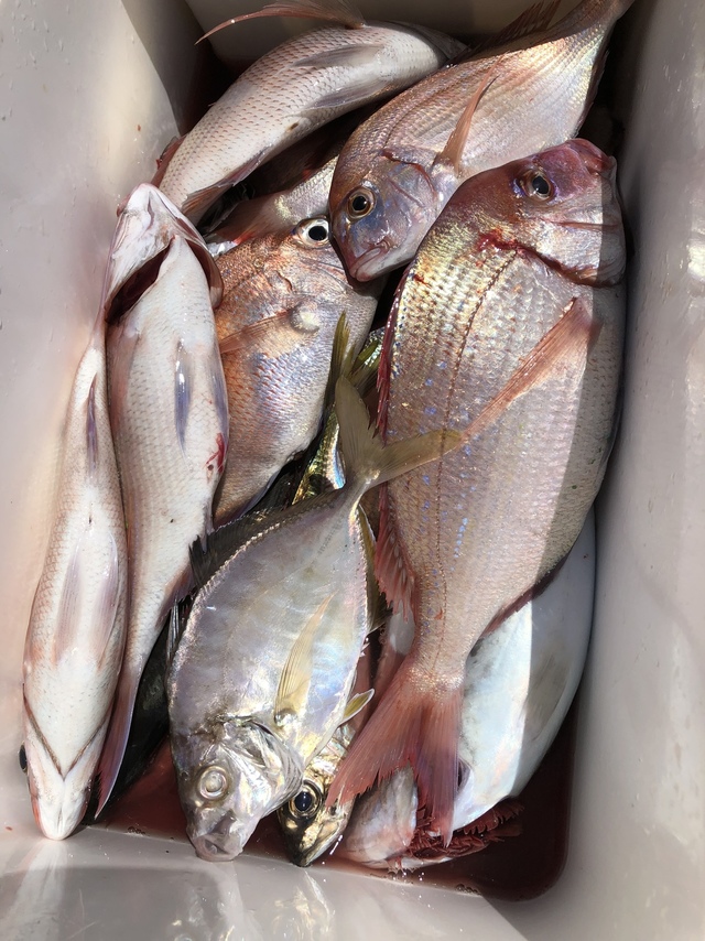 ハナダイ(チダイ)