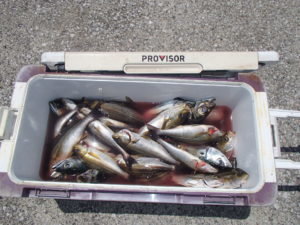 マアジ・イサキ