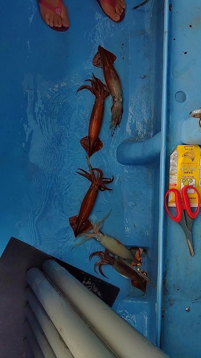 スルメ(スルメイカ)