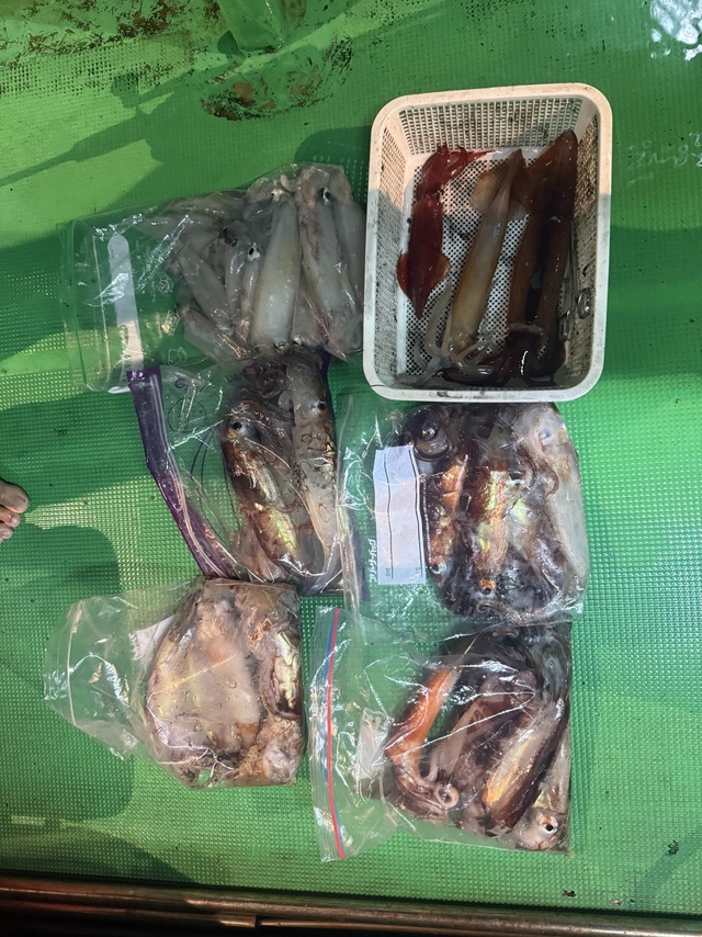 アカイカ(ケンサキイカ)・スルメイカ