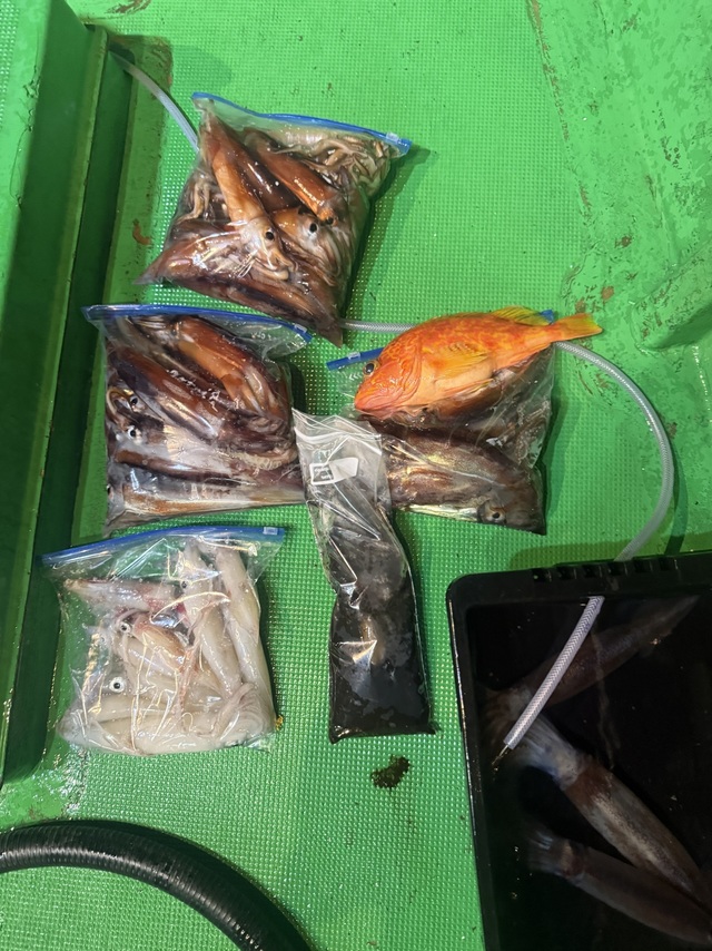 アカイカ(ケンサキイカ)・スルメイカ