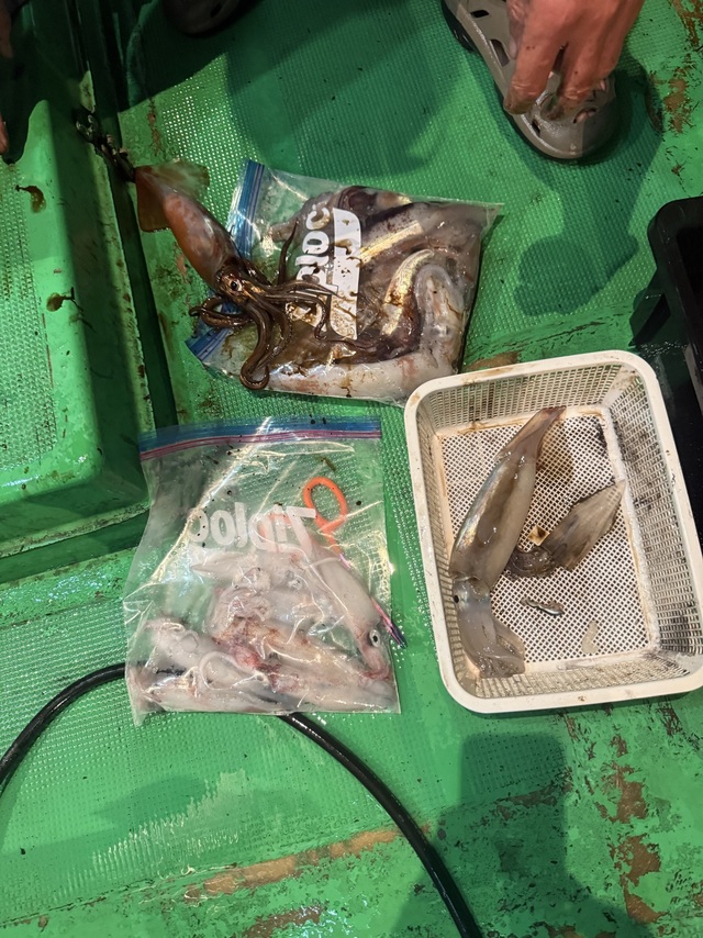 アカイカ(ケンサキイカ)・スルメイカ