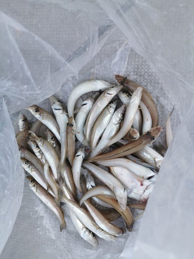 キス(シロギス)