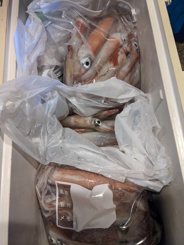 イカ(ヤリイカ)