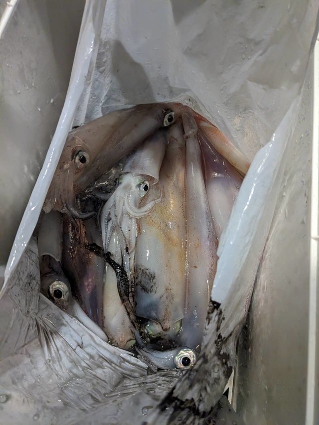 イカ(ヤリイカ)