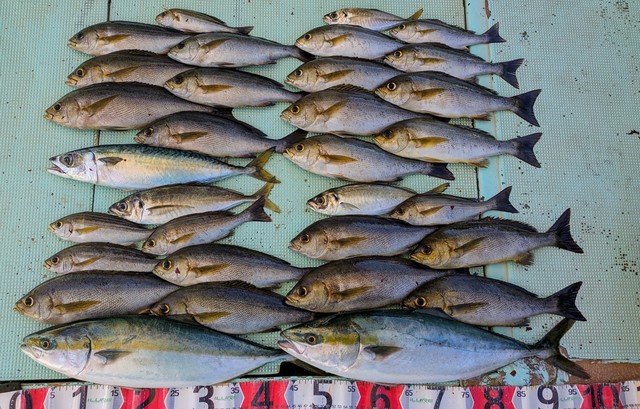 アジ(マアジ)・ハマチ(ブリ)・イサギ(イサキ)・マサバ