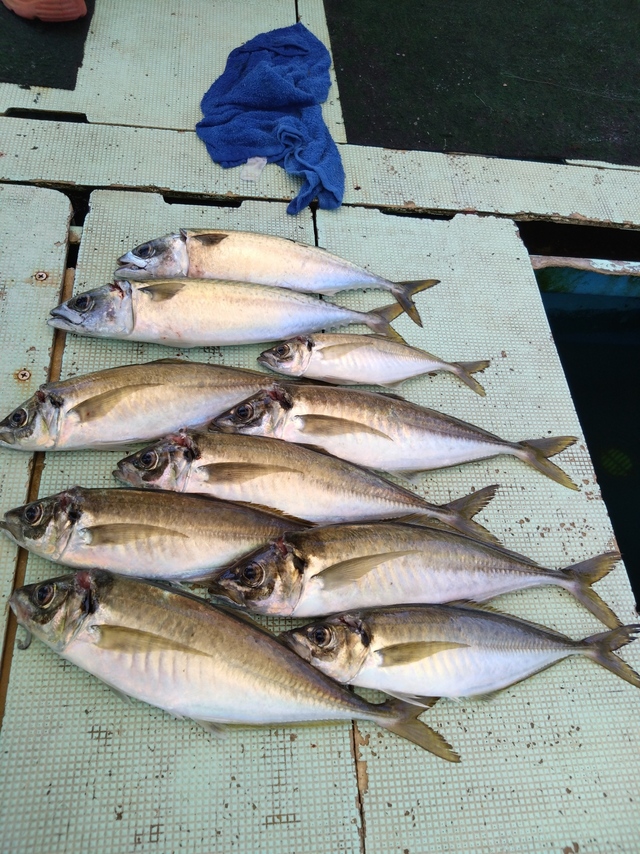 アジ(マアジ)・サバ(マサバ)