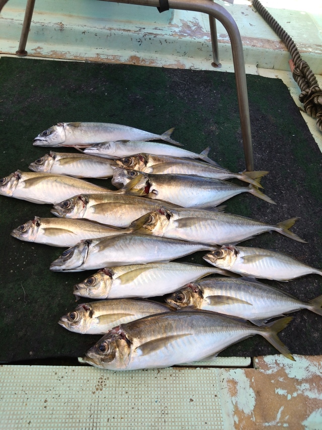 アジ(マアジ)・サバ(マサバ)