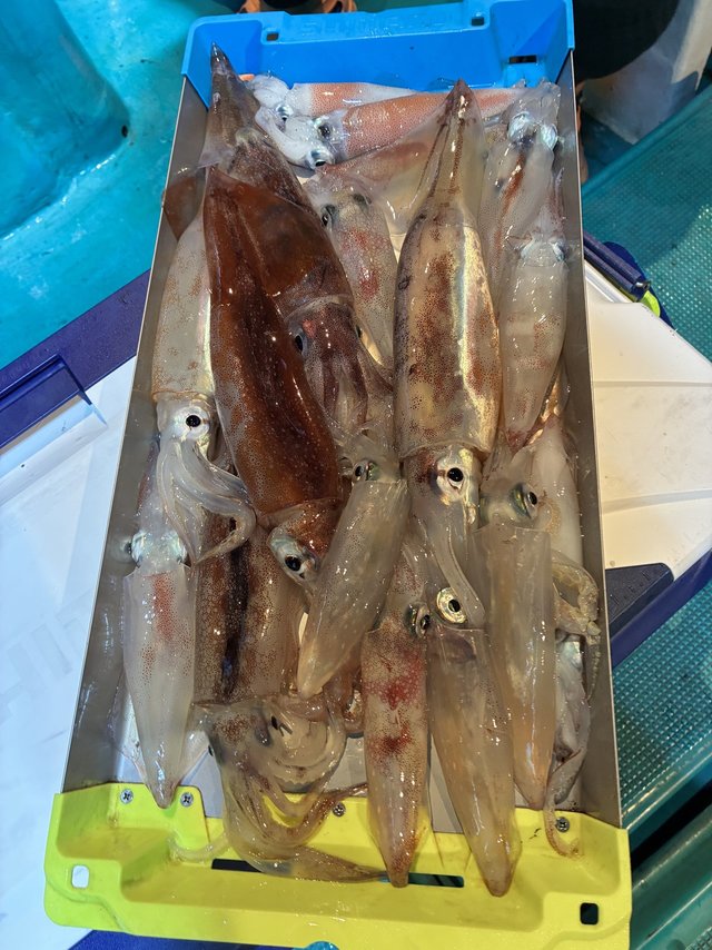 アカイカ(ケンサキイカ)