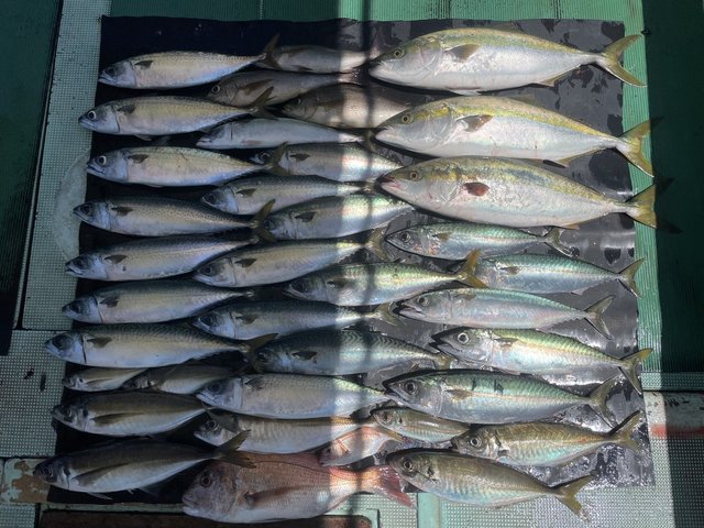 マダイ・マアジ・メジロ(ブリ)・イサキ・マサバ