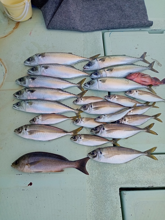 マアジ・イサキ・サバ(マサバ)