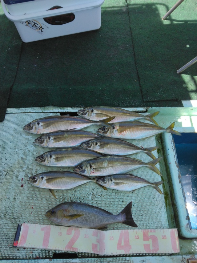 イサギ(イサキ)