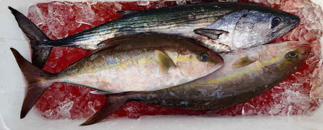 カンパチ・ハガツオ