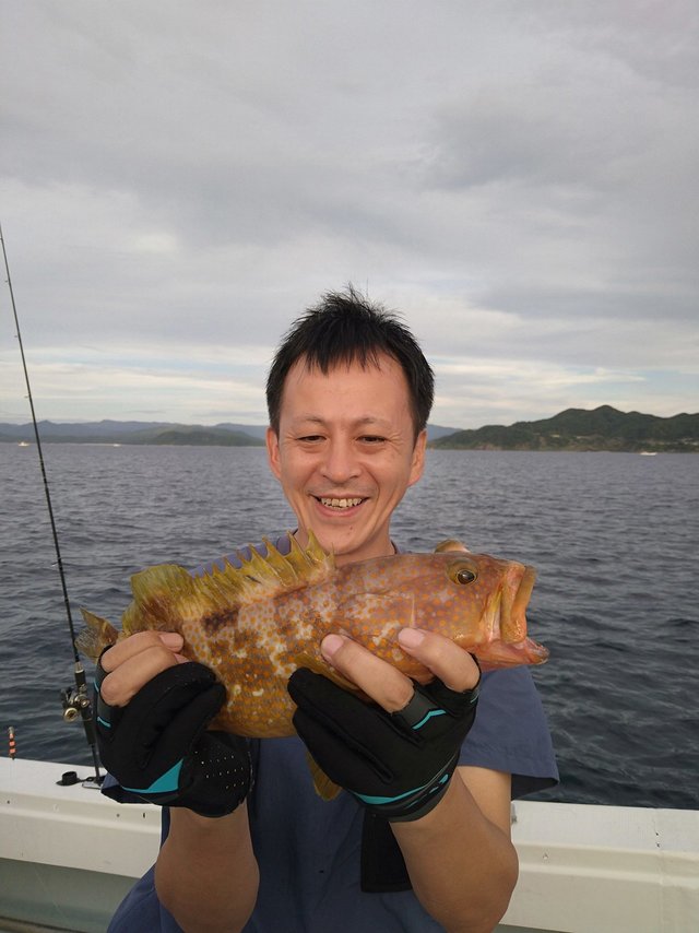 アコウ(キジハタ)