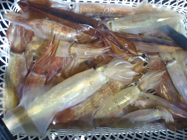 イカ(ケンサキイカ)