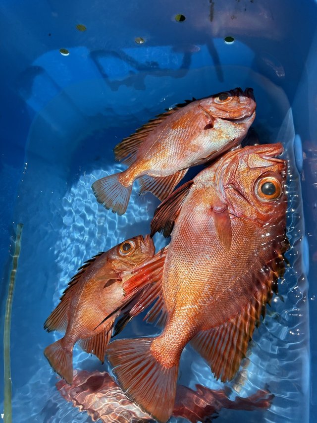 チカメキントキ