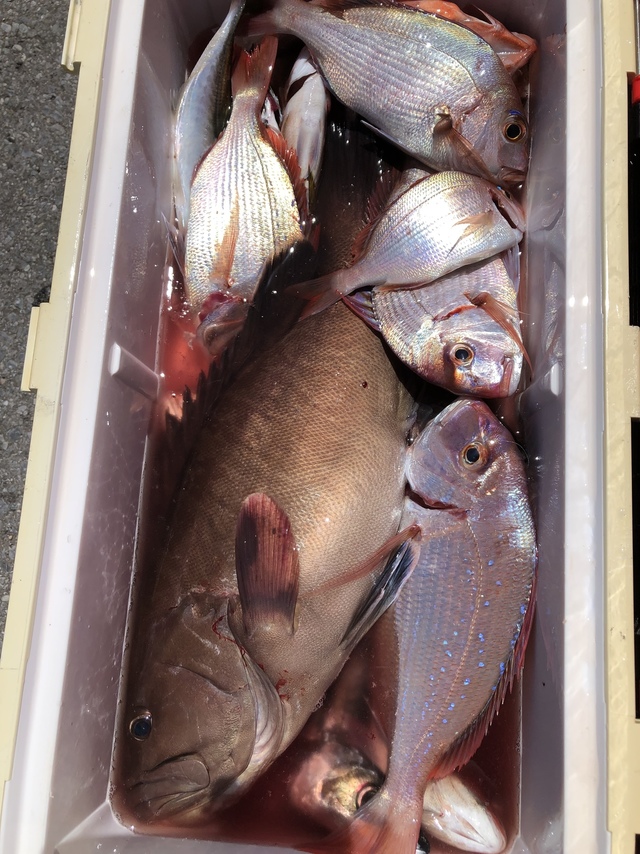 ハナダイ(チダイ)