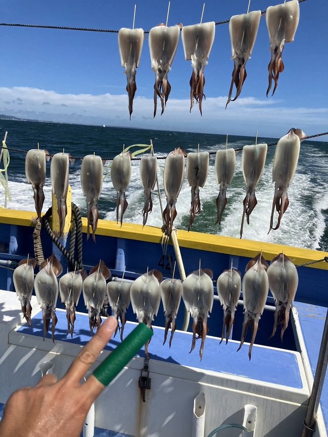 スルメ(スルメイカ)