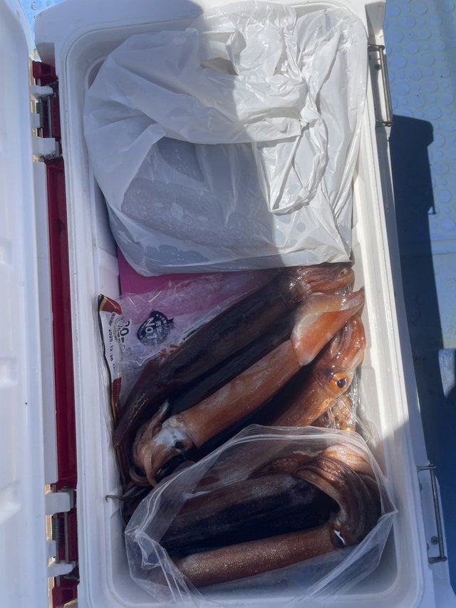 スルメ(スルメイカ)