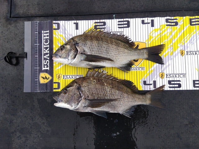 チヌ(クロダイ)