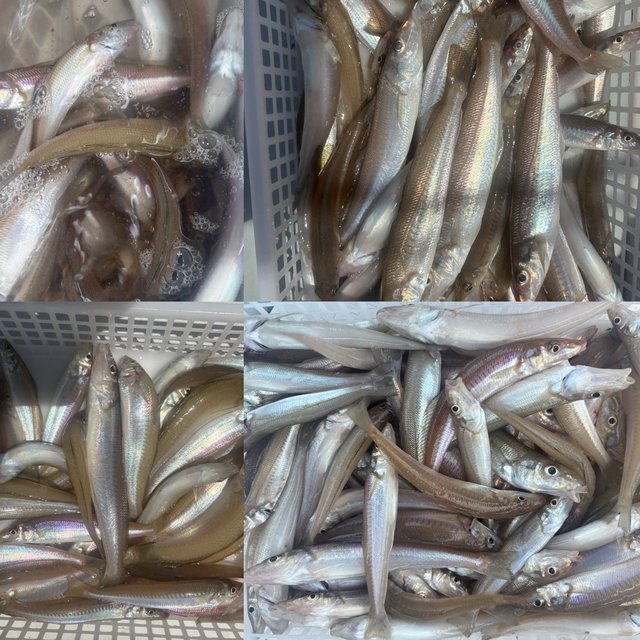 キス(シロギス)