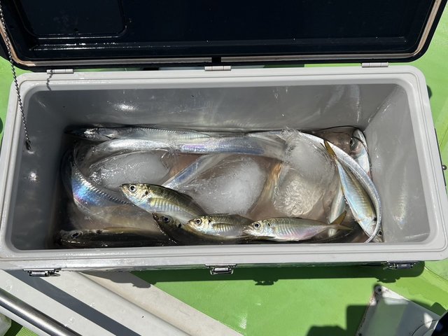 アジ(マアジ)・タチウオ