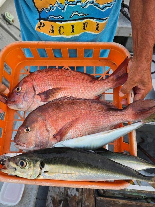 マダイ・アジ(マアジ)